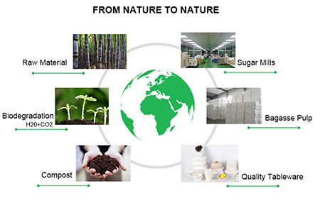 bagasse container from nature to nature